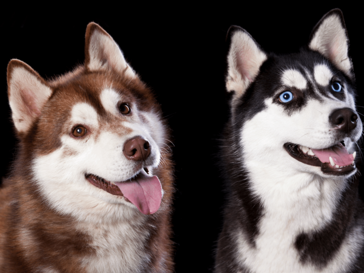 A red Husky sits next to a black and white Husky in front of a black background.