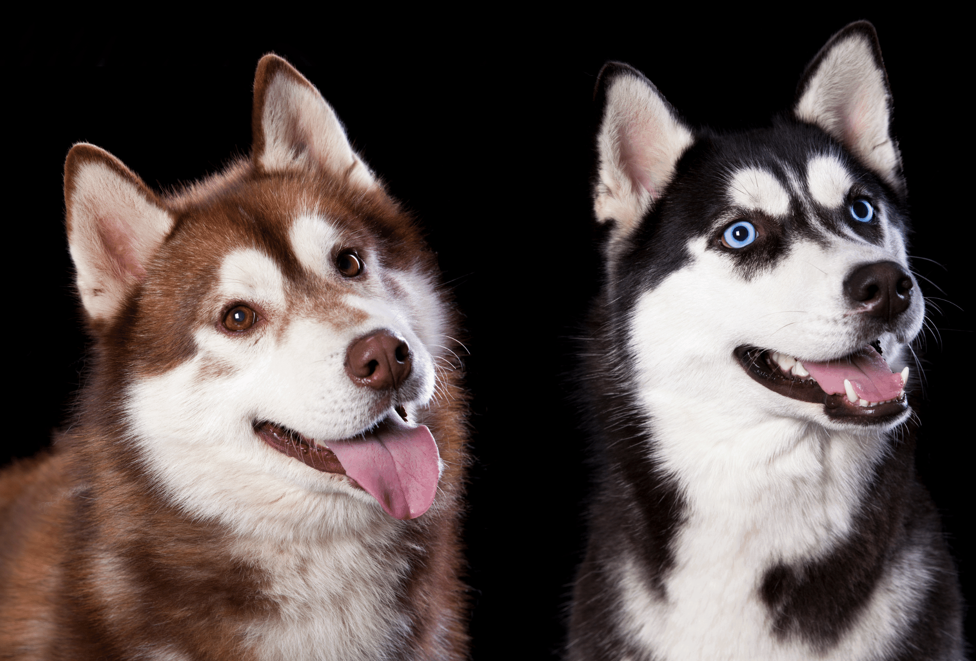 Can Huskies Be All Black