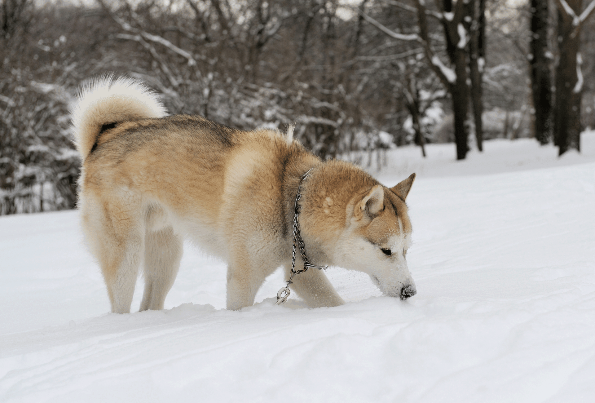 Sable Husky with a reddish undercoat and grey tips walking in the snow.