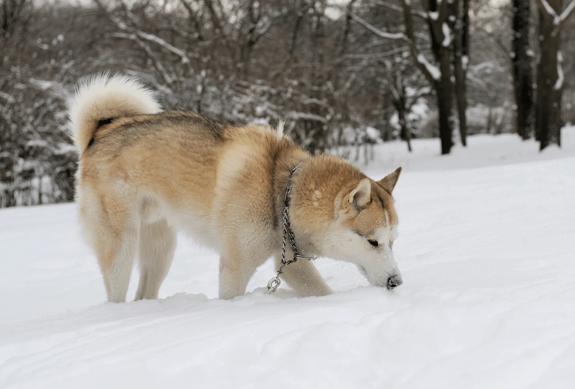 are black huskies rare