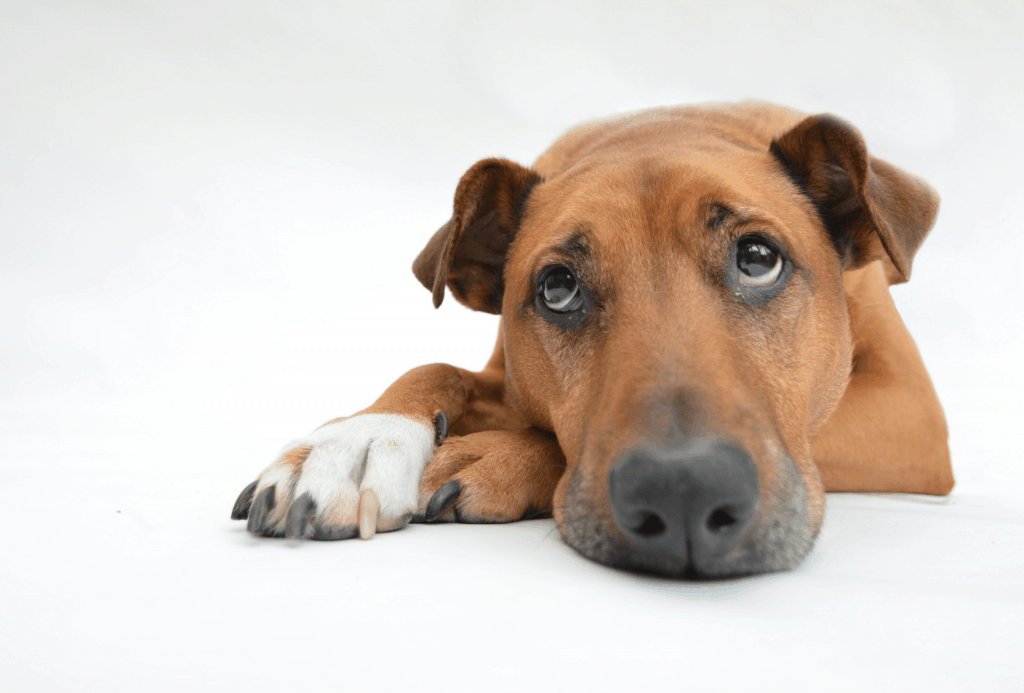 Dog looks sad with his head resting on his paw in front of of a white background.