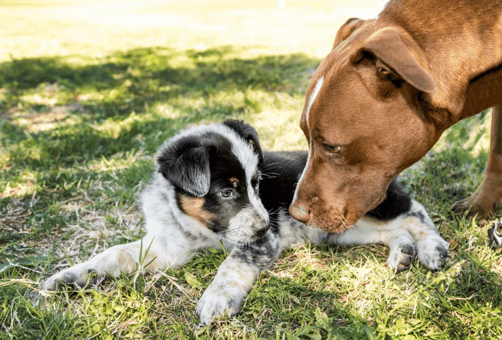 Older dog is bending down to a puppy laying on grass.