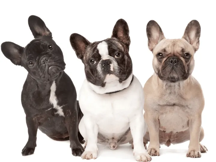 Three French Bulldogs ranging from black to fawn sitting next to each other in front of white background.