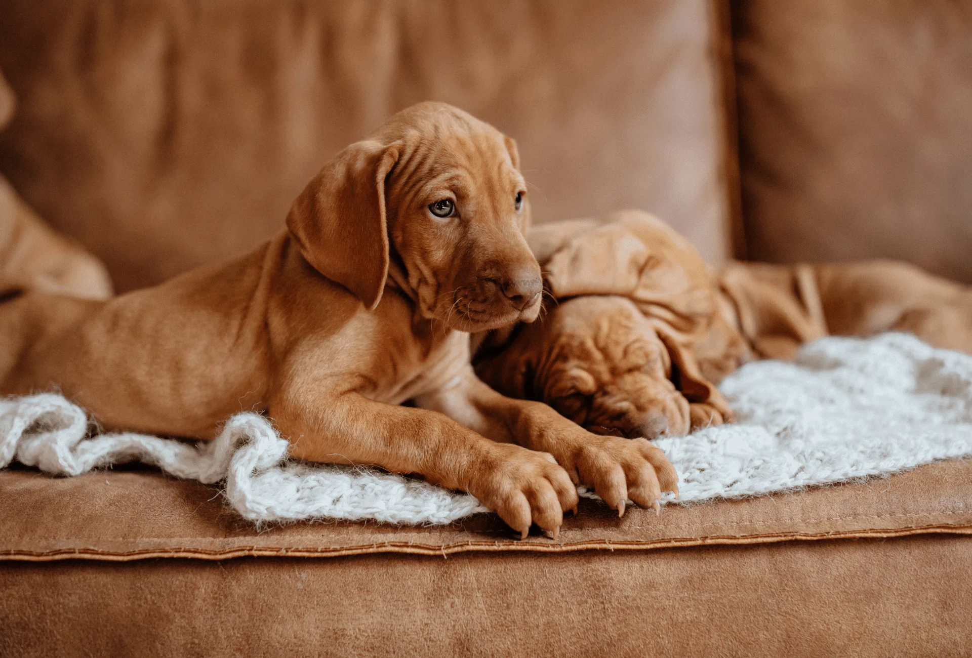 Why Does Dog Urine Smell Like Ammonia