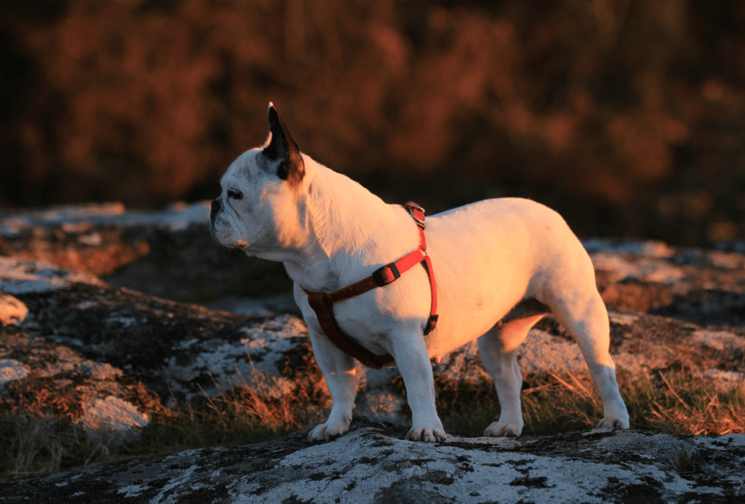 French Bulldog Colors All Frenchie Colors Explained
