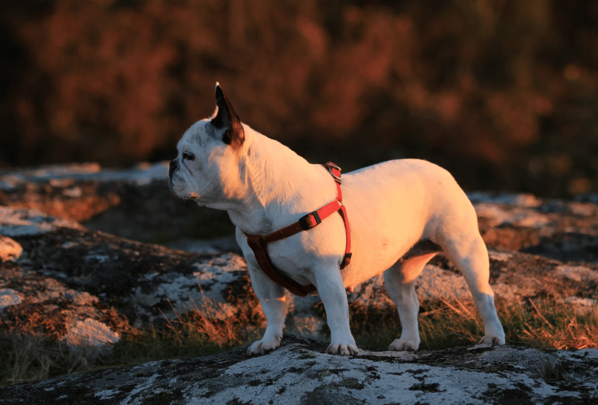 Nearly all white French Bulldog in low light.