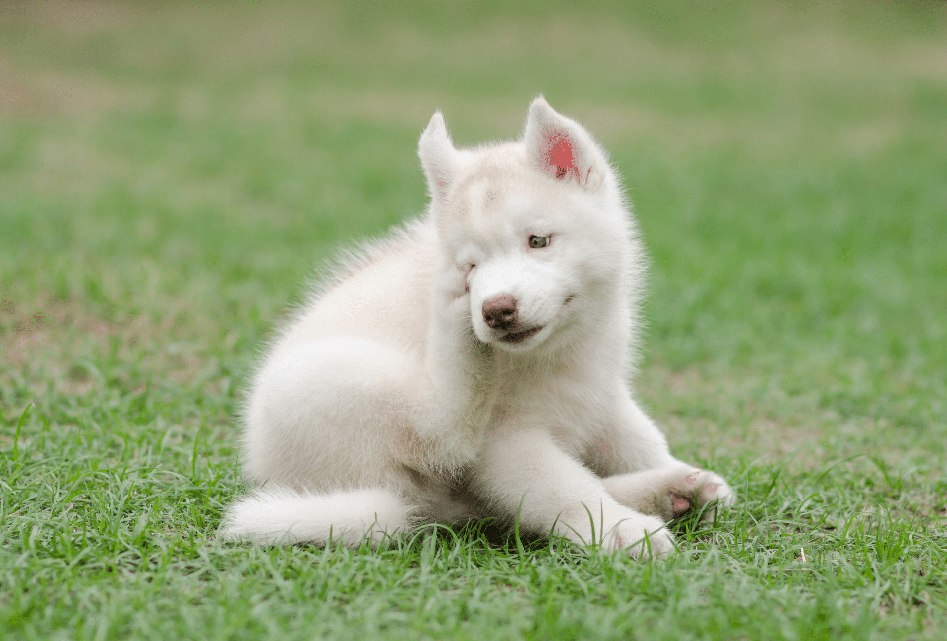 Pure white Siberian Husky puppy on grass.