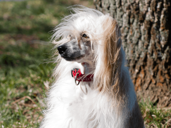 Chinese crested powderpuff in park.