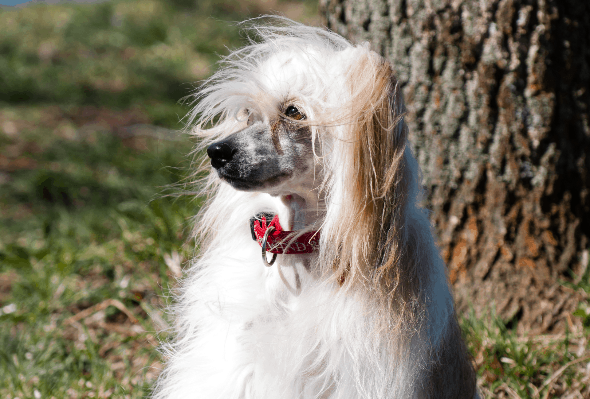 Chinese crested clearance dog long hair