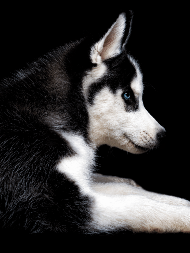 cropped-Black-and-white-Husky.png