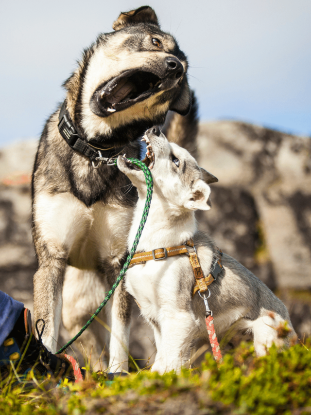 Why You Should Get a Puppy with an Older Dog