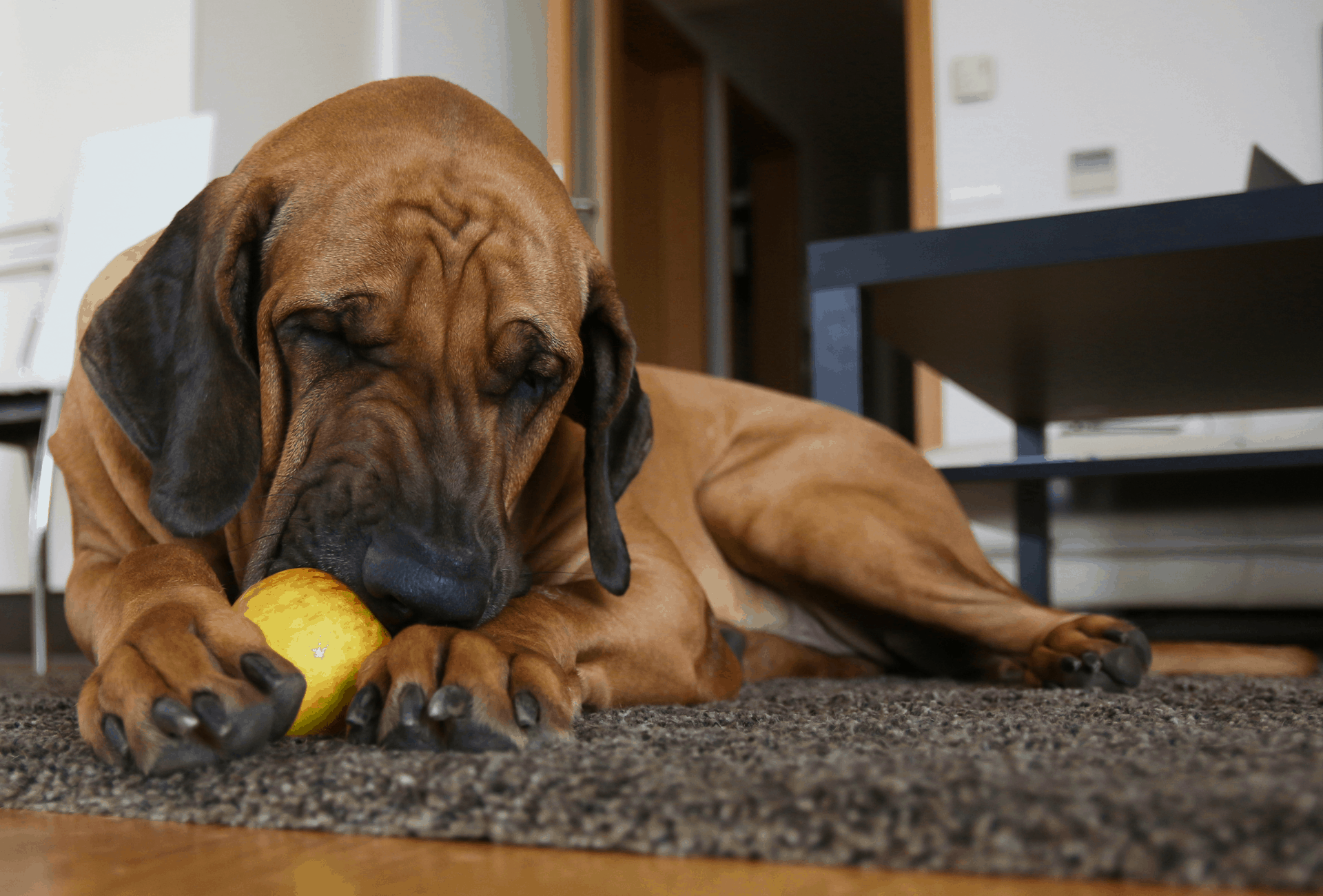 Dog eats apple