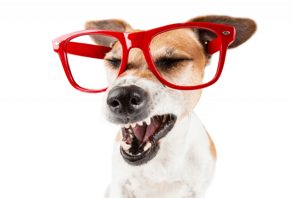 Dog with glasses on is about to sneeze or make a huffing sound.