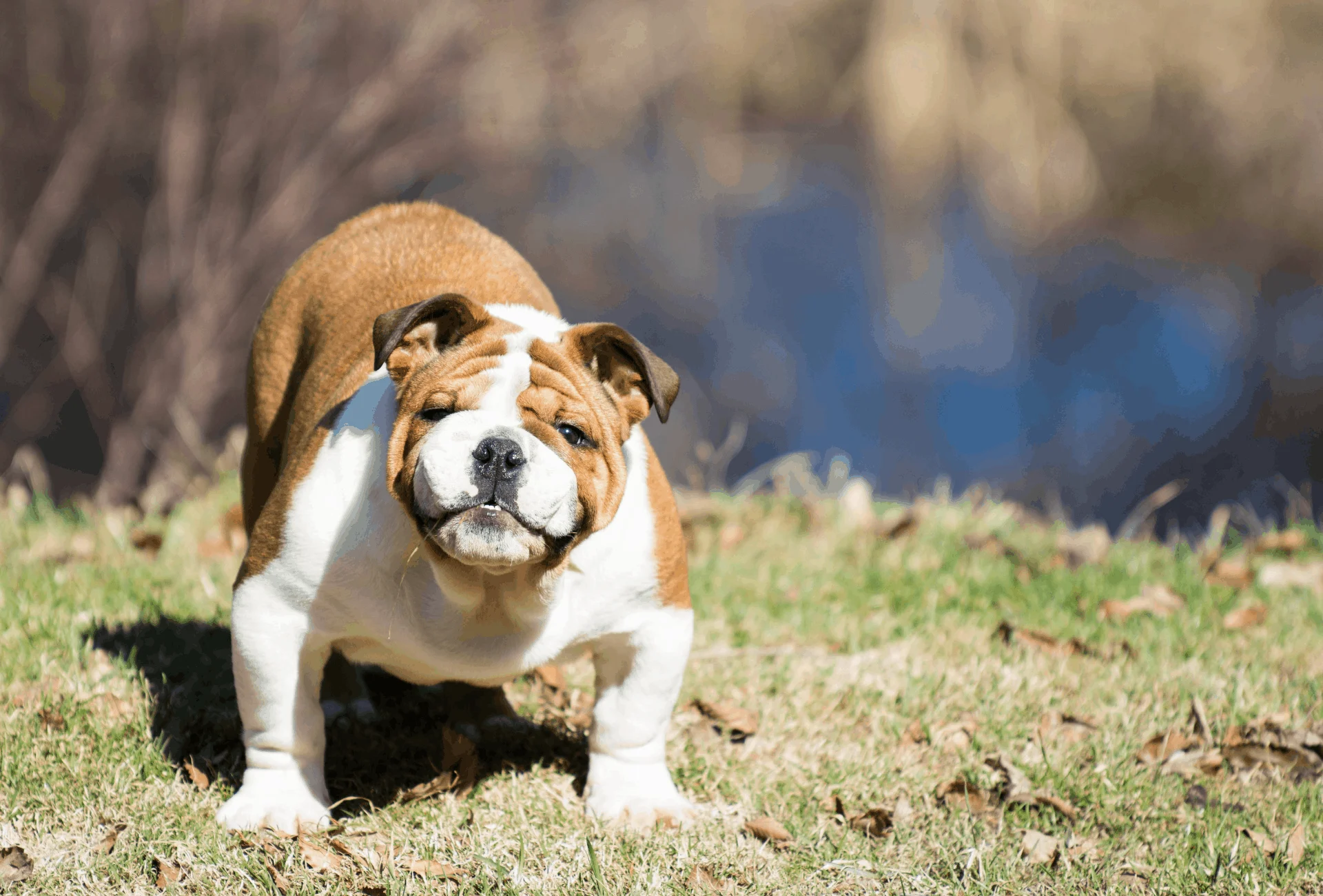 Bulldog sneezing outside.