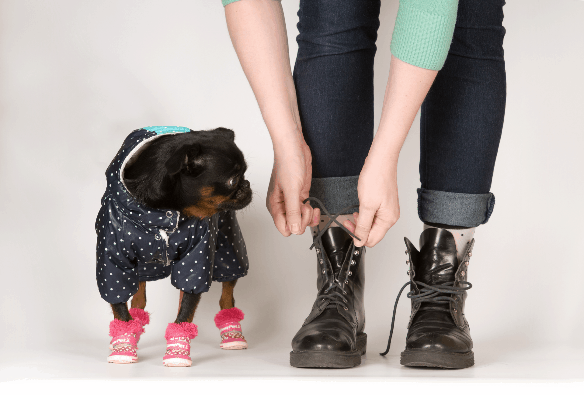 Pug and owner wearing boots.