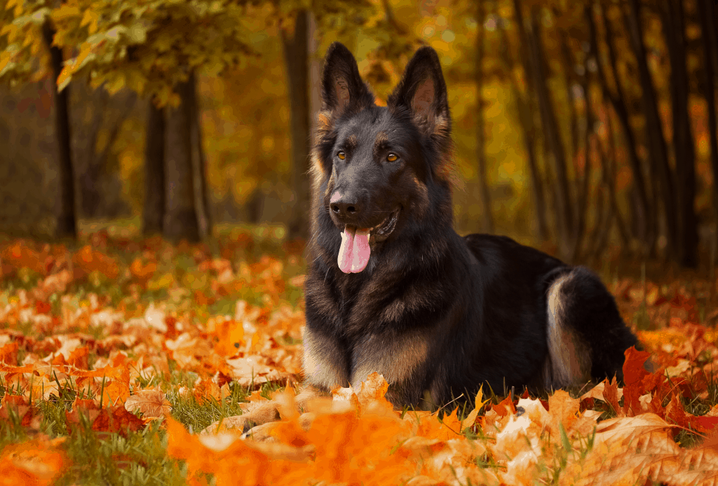 German Shepherd lying in a field of leaves in fall