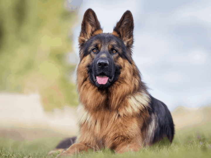 German Shepherd photographed outdoors in the nature on a sunny day.