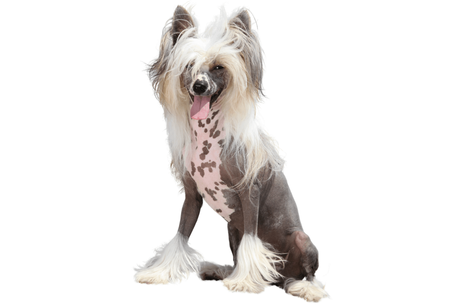 Chinese Crested Powderpuff A Full Breed Guide PawLeaks