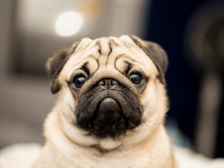 Pug looking into camera.