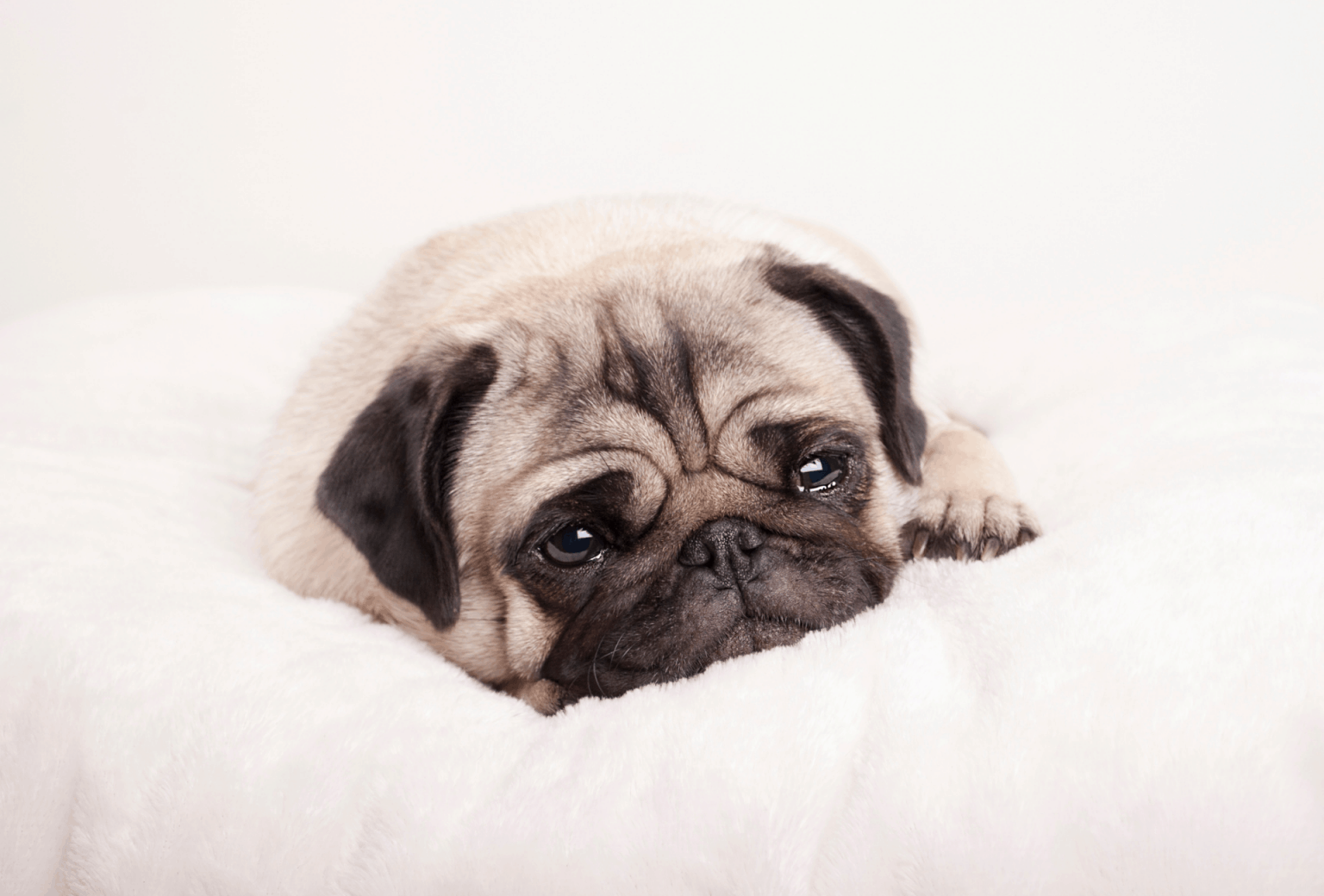 Pug Lifespan Facts You Should Know PawLeaks