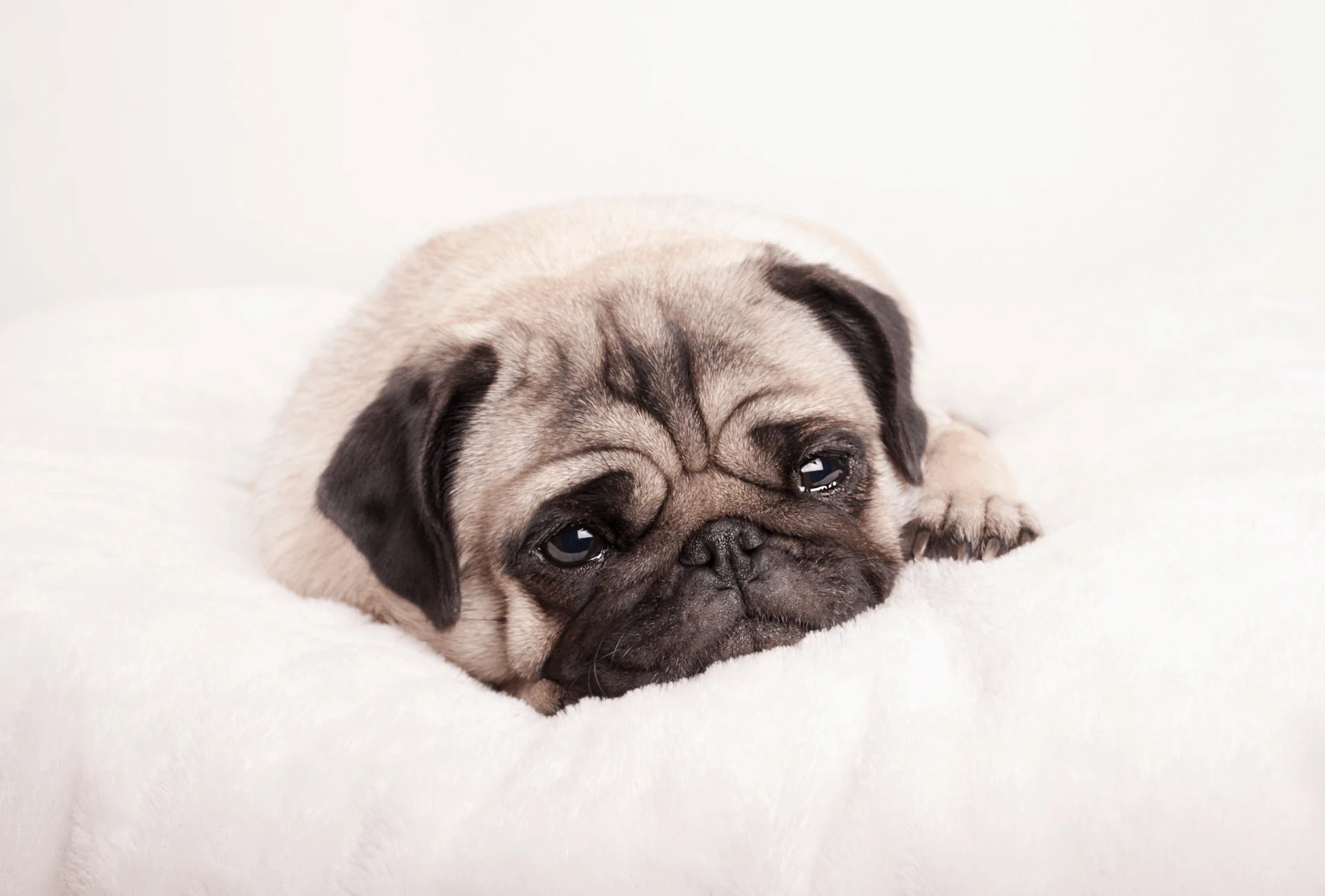 Pug lying on bed.