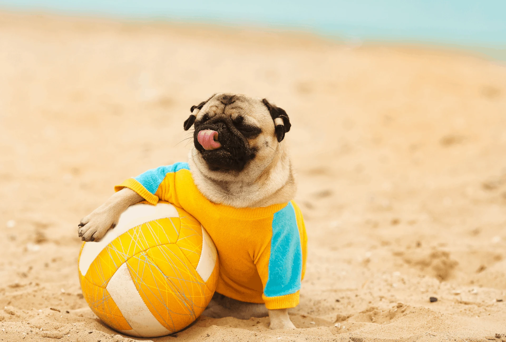 Pug at a beach with a volleyball.