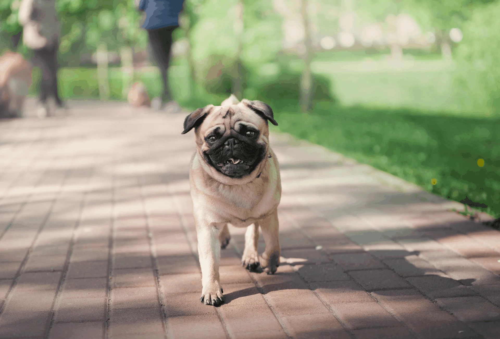 how long do pugs live in human years