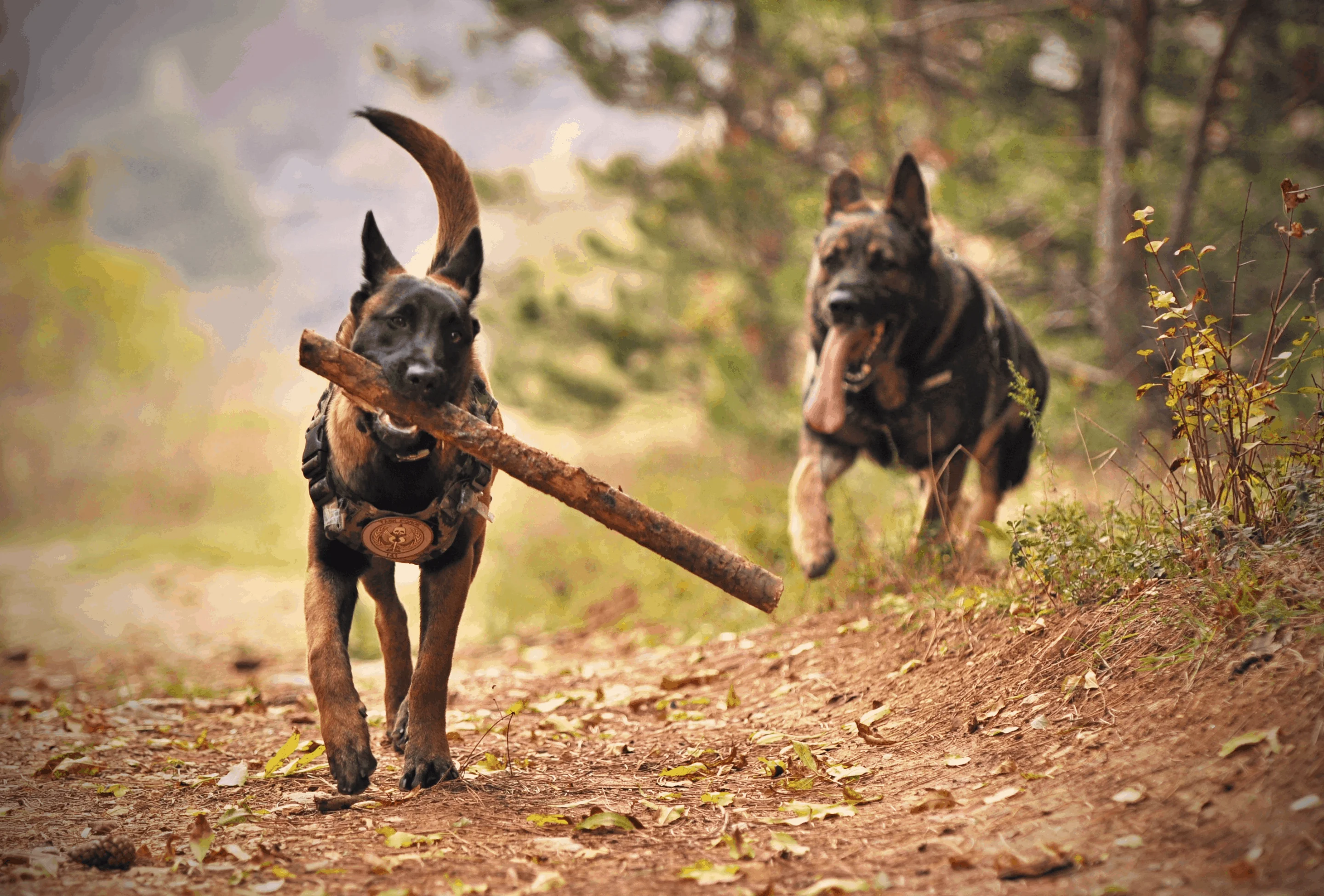 Two German Shepherds playing with a stick.