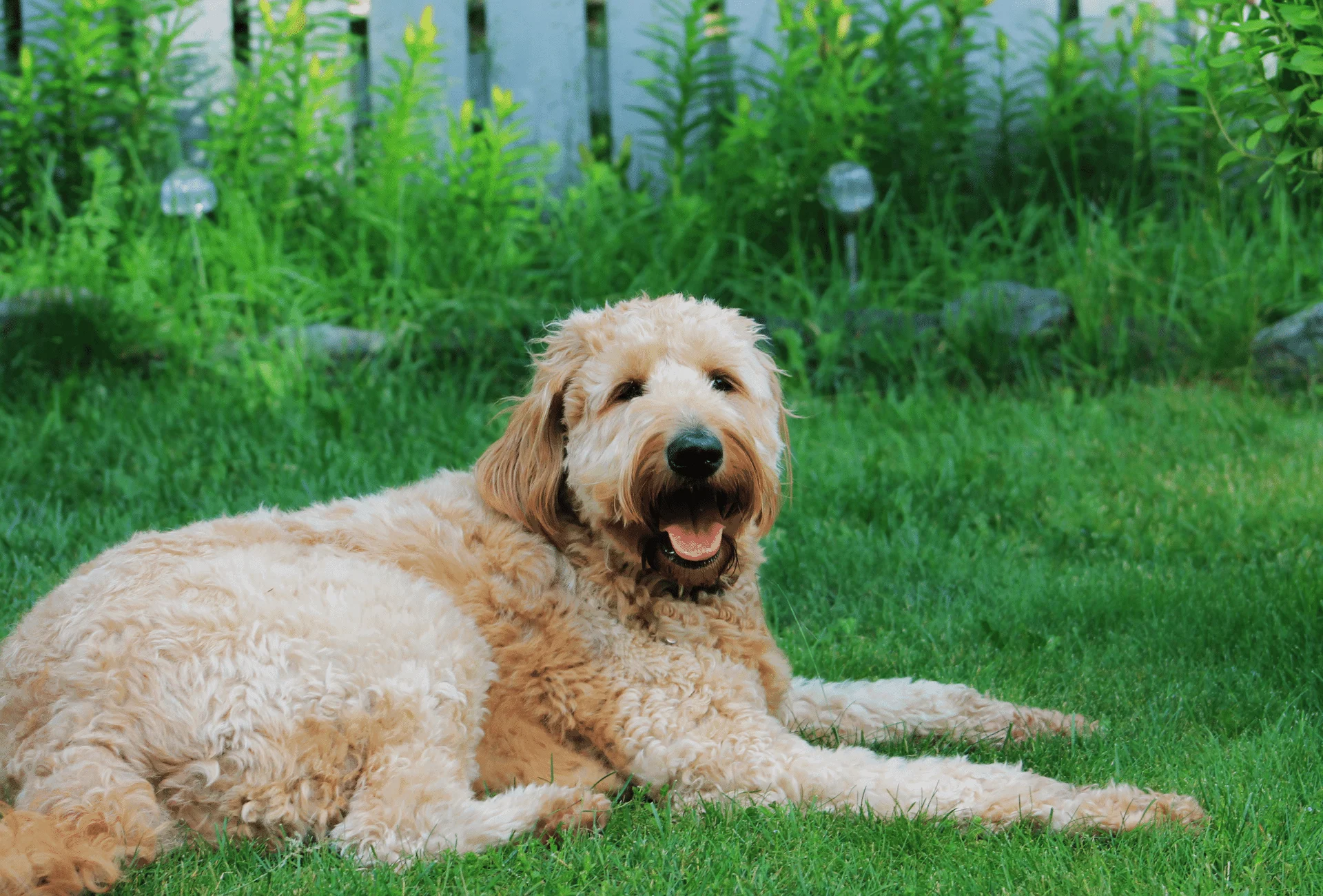 Big Goldendoodle lays down in the backyard on the grass.