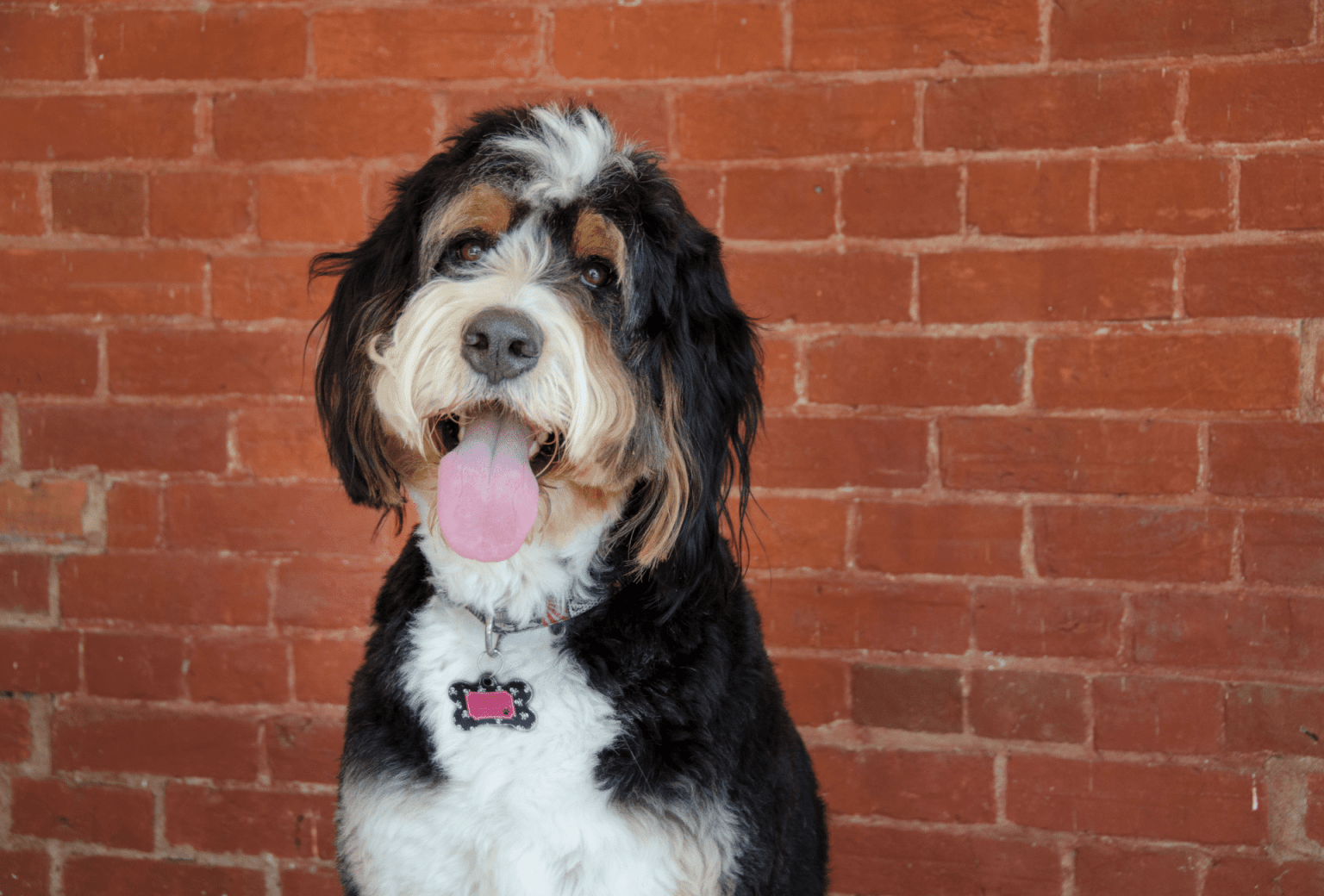 Bernedoodle 9 Important Facts Before You Buy (With Pictures) PawLeaks