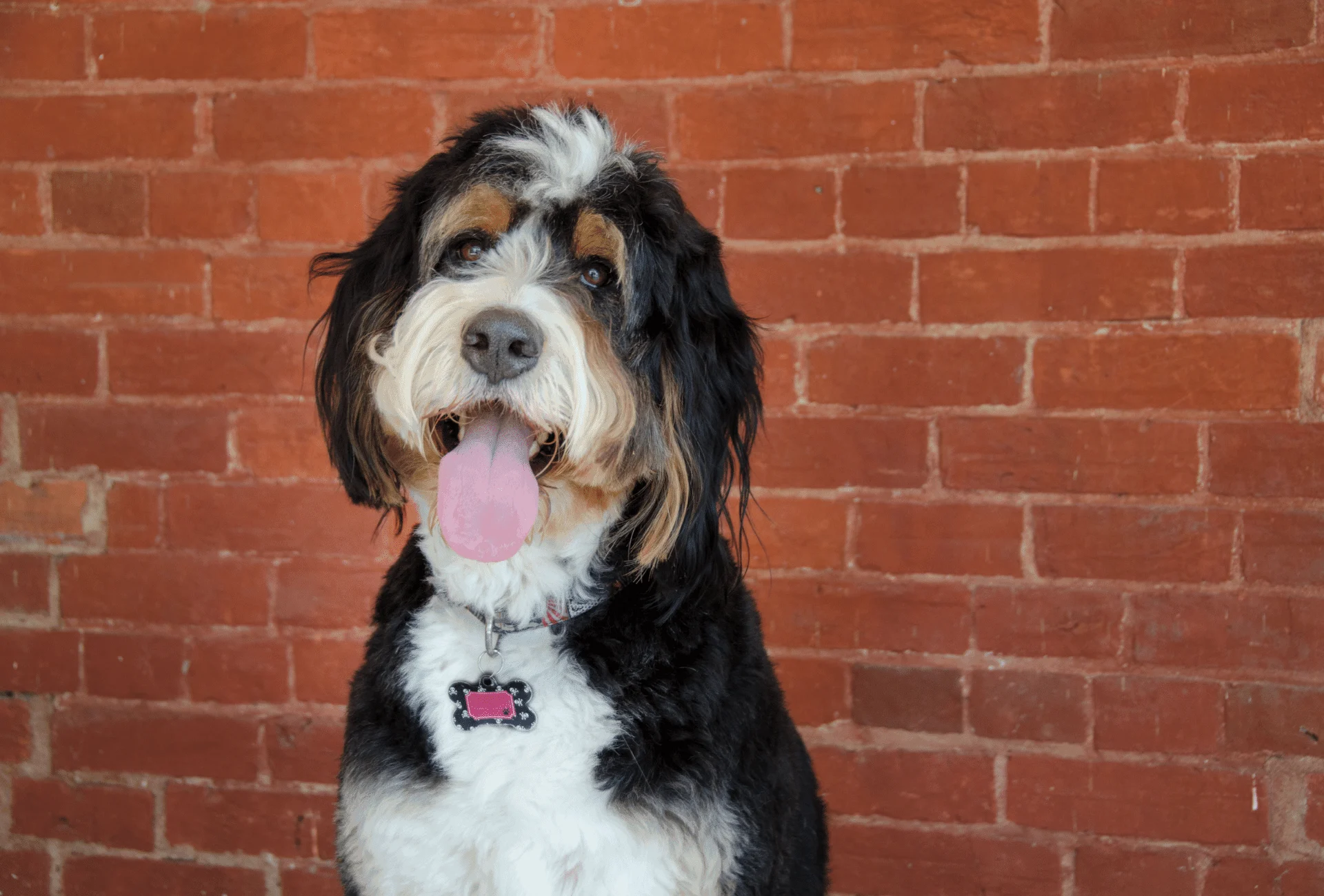 Adult Bernedoodle with medium length fur around the cheeks.