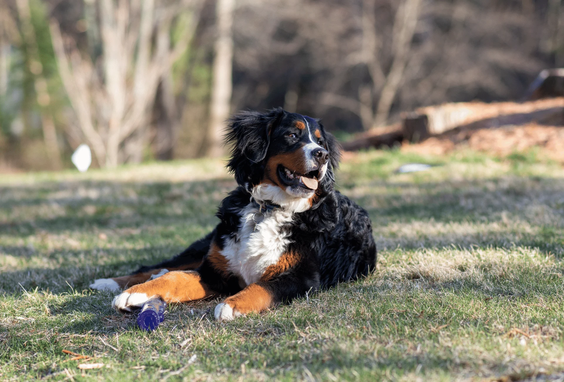 Bernese Mountain Dog Poodle cross with toy between his paws.