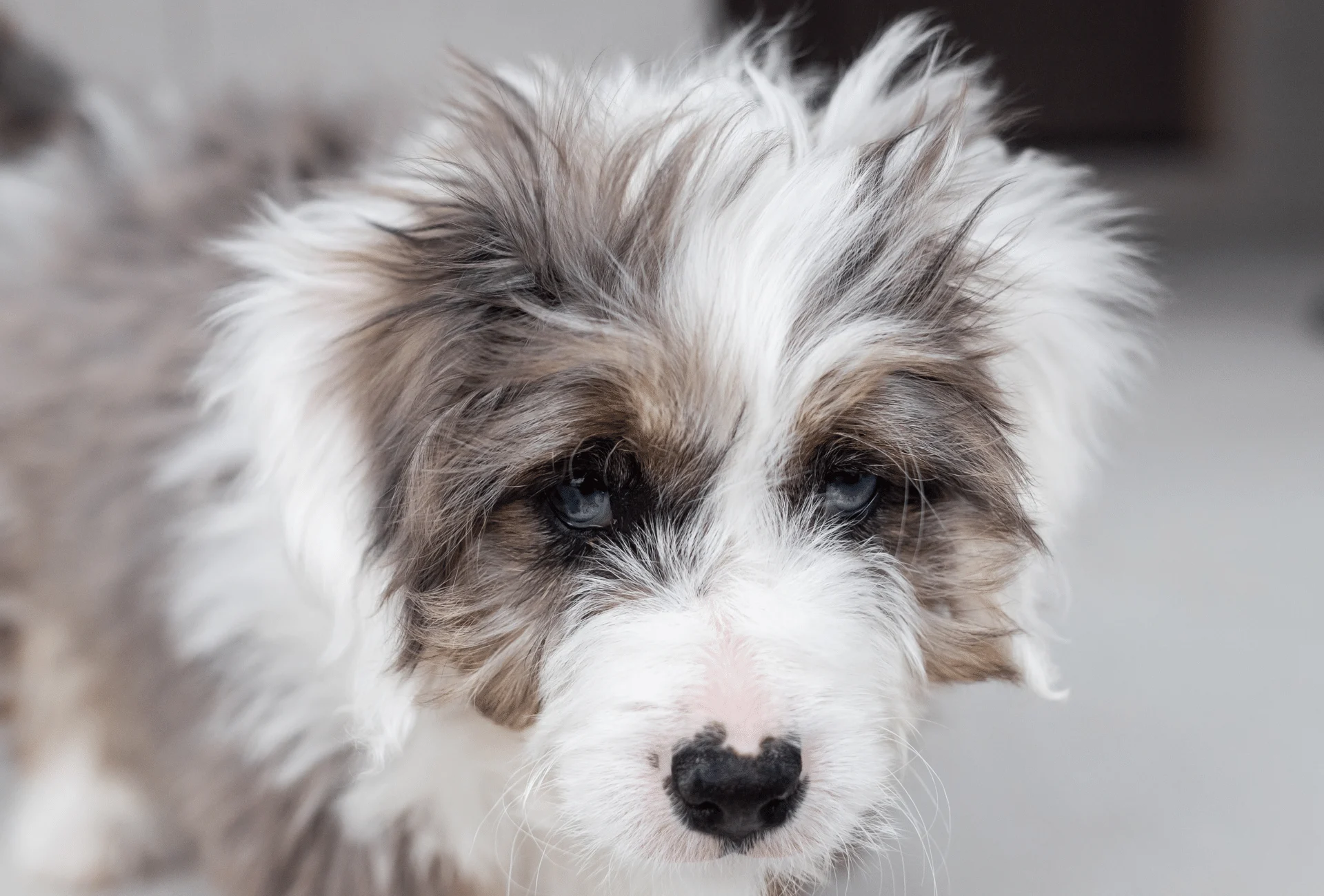 how much exercise does a bernedoodle need