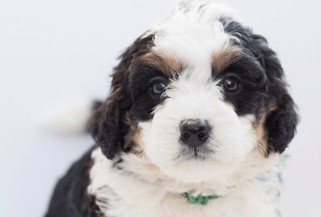 Bernedoodle puppy with fluffy white and black fur and brown patches around the eyes.