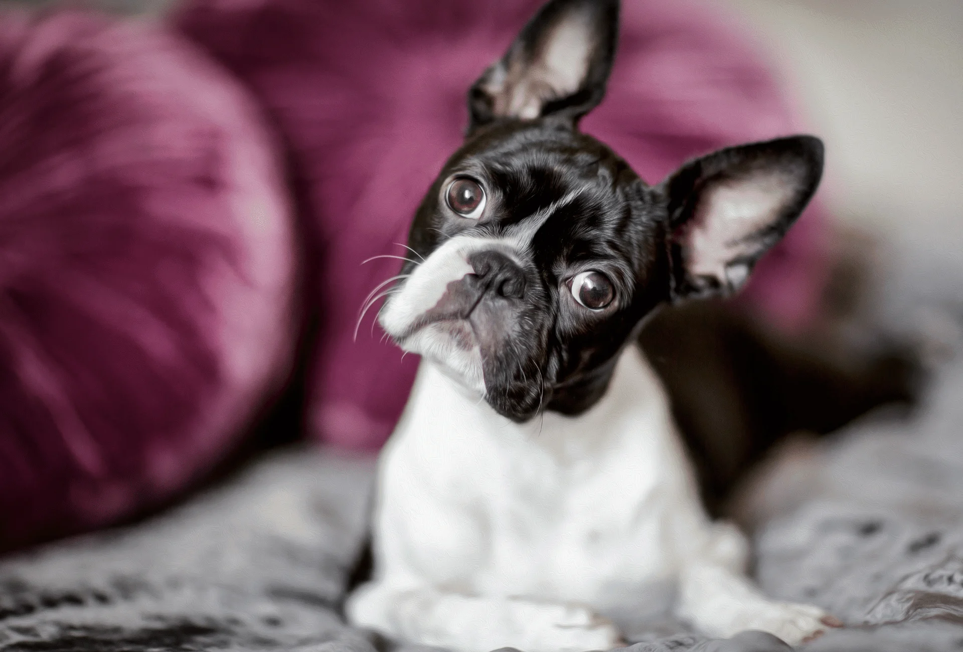 Black Boston Terrier pup with white chest tilting his head.