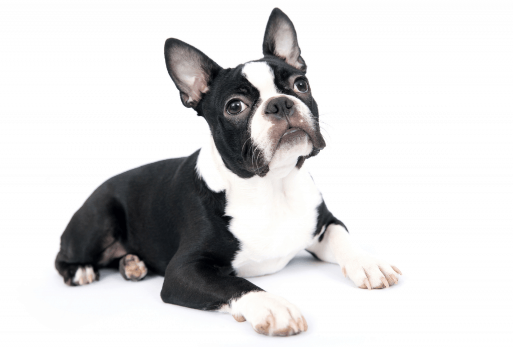 Black and white Boston Terrier on the floor in front of a white background