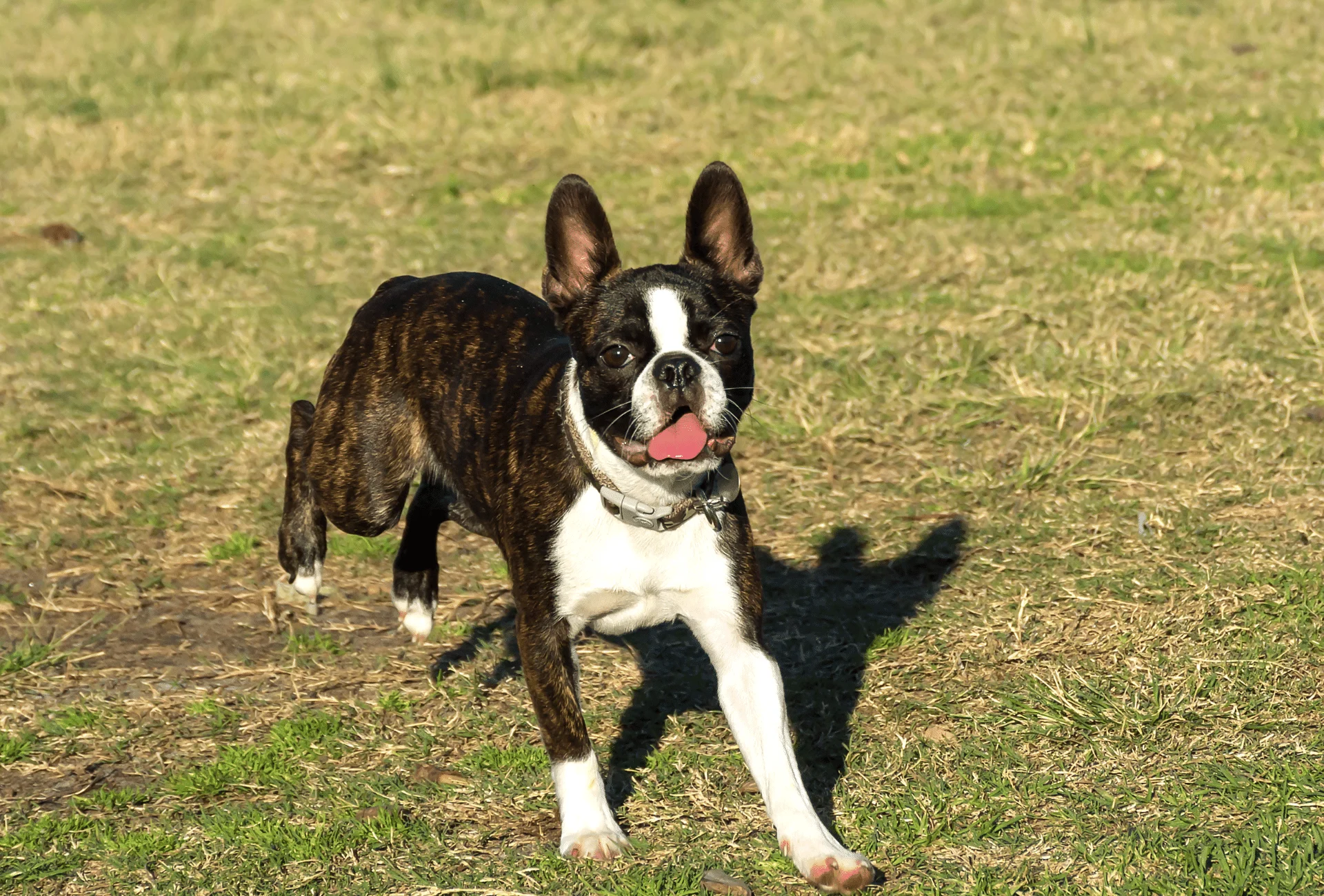 Seal colored boston store terrier