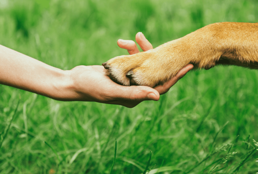 Dog paw reaching for human hand in front of green background.