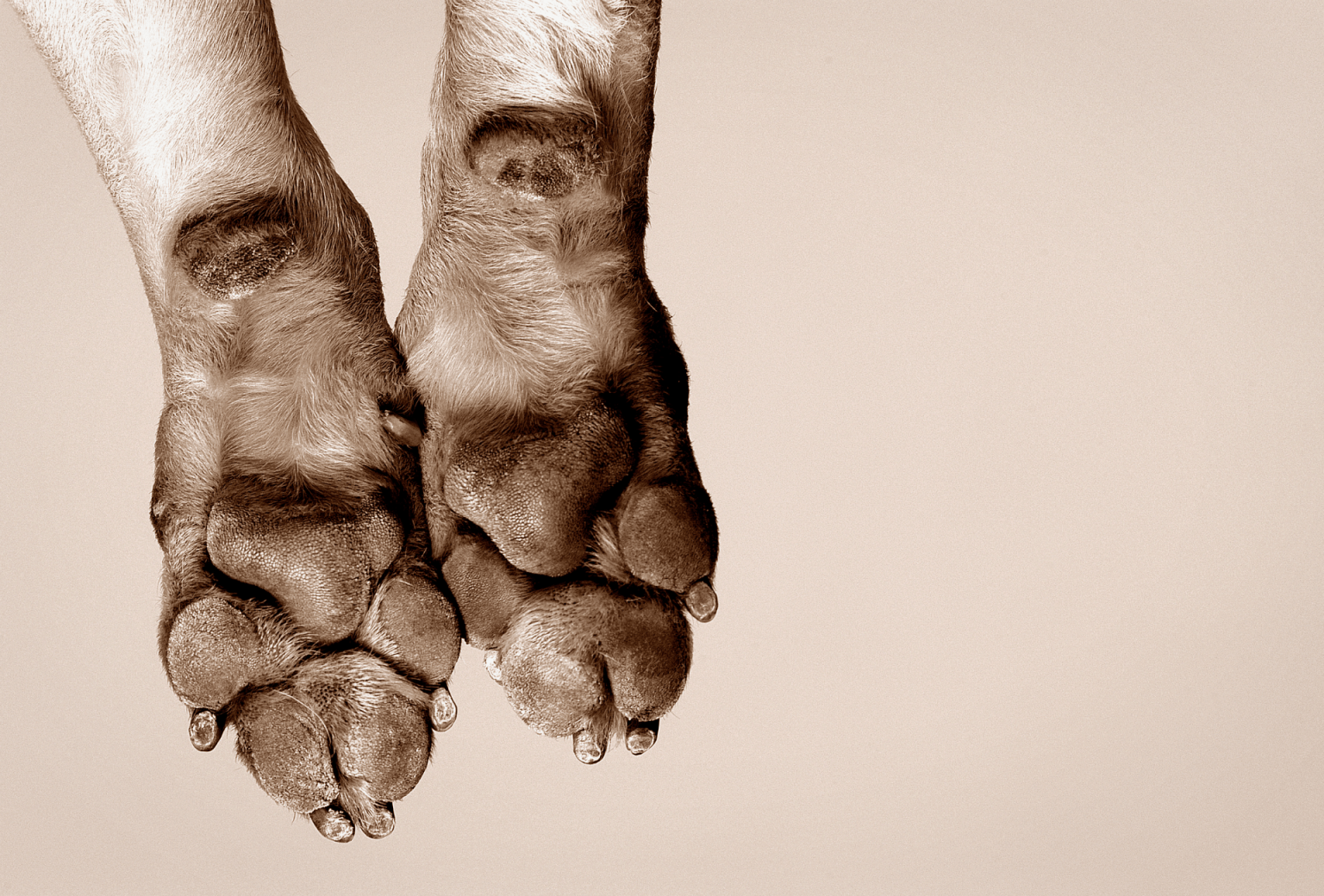 How to Moisturize Dog Paws + DIY Recipe PawLeaks