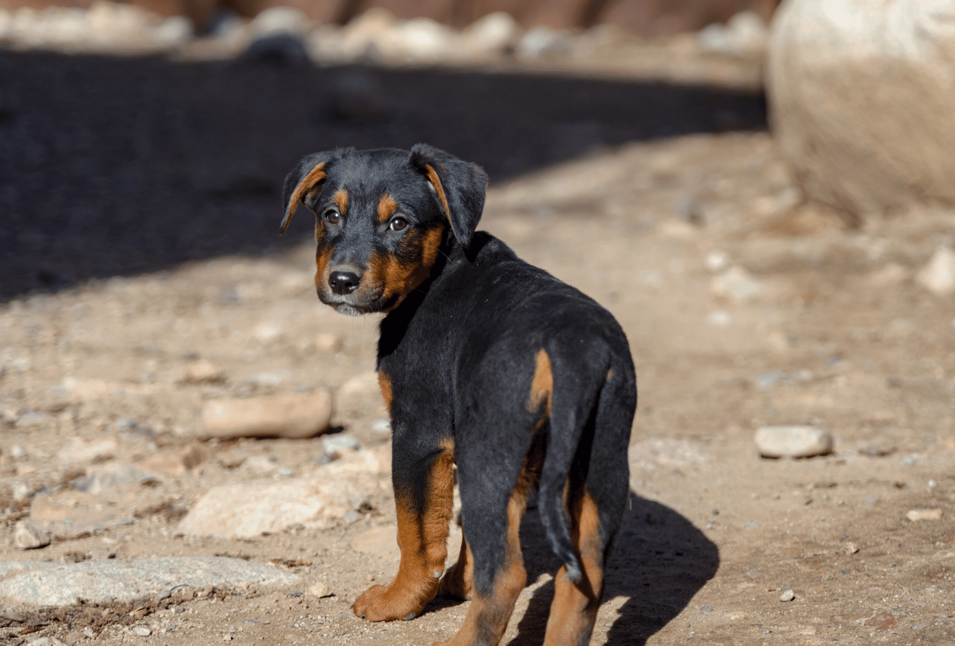 German Shepherd Rottweiler puppy mixed breed with black and tan coat color.