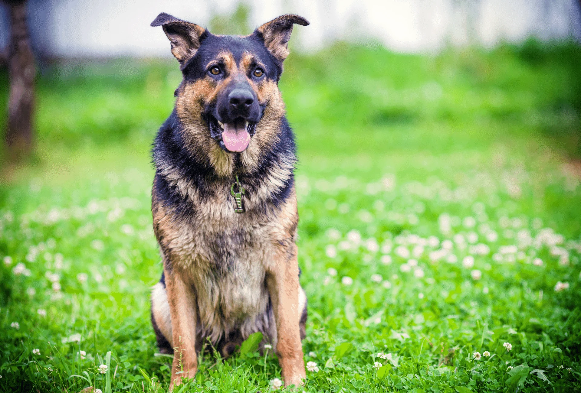 Cross breed of german shepherd store and rottweiler