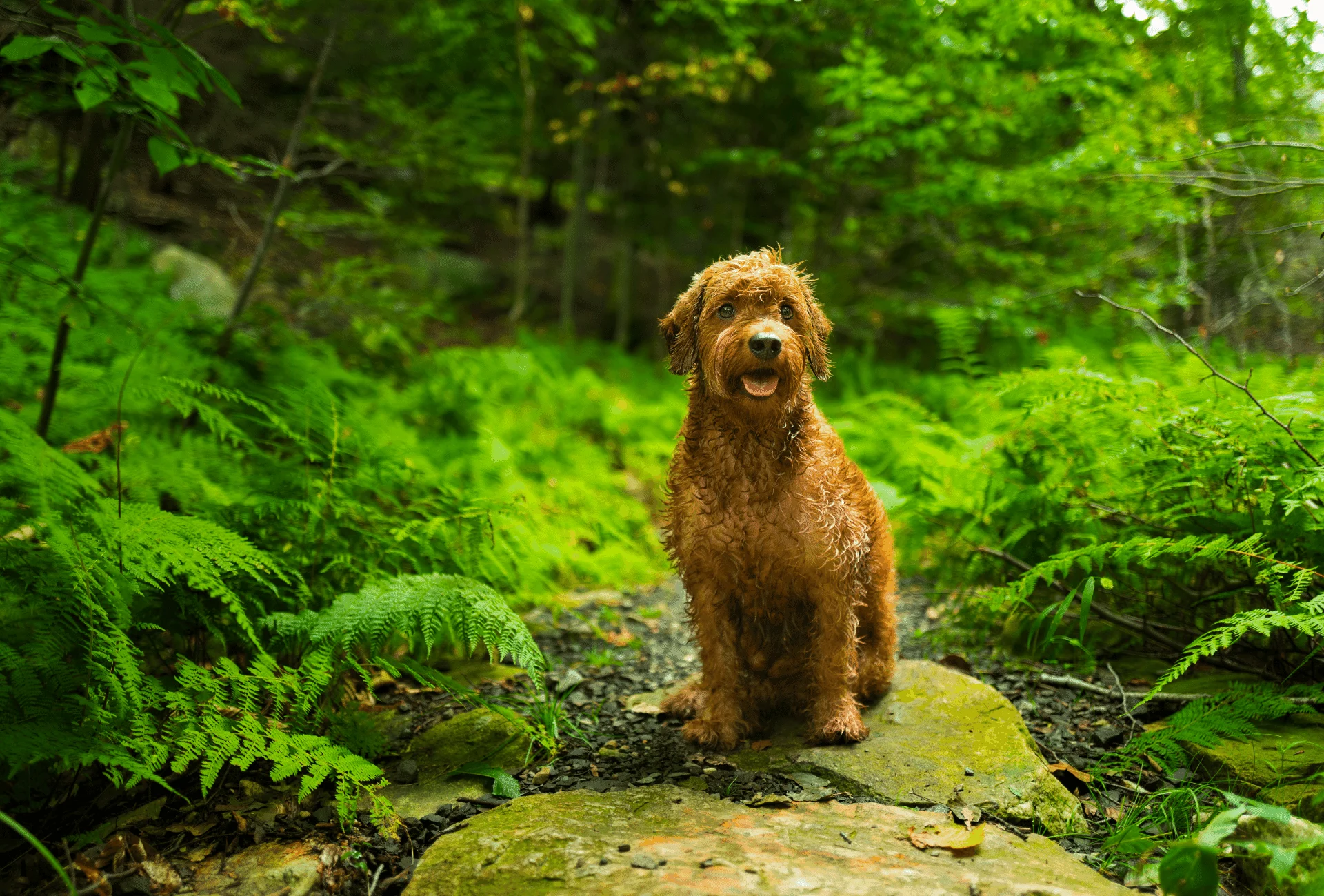 Golden Retriever Poodle mix proudly stands on a rock amidst a green forest.