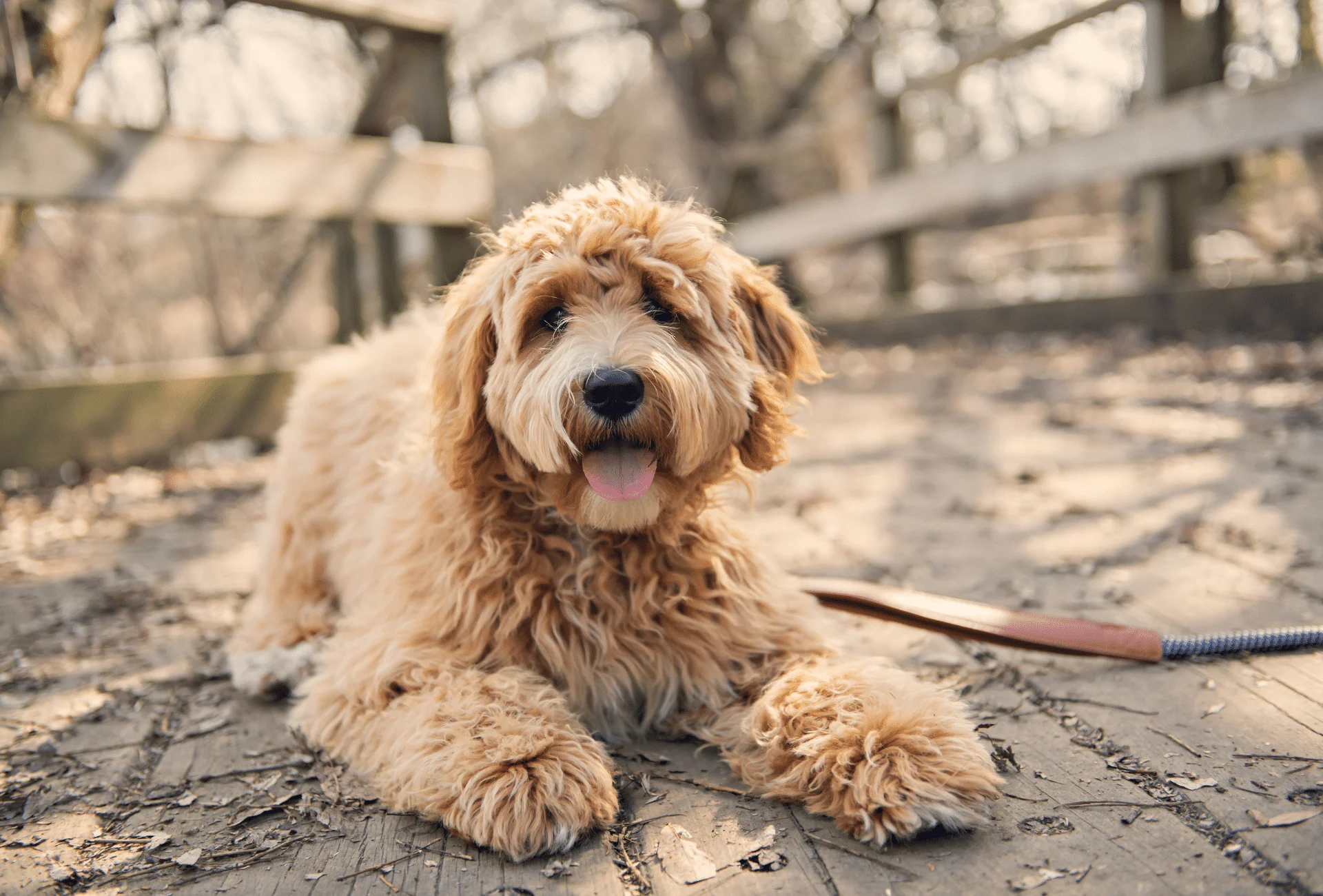 Goldendoodle with very long and curly fur around the snout and paws.