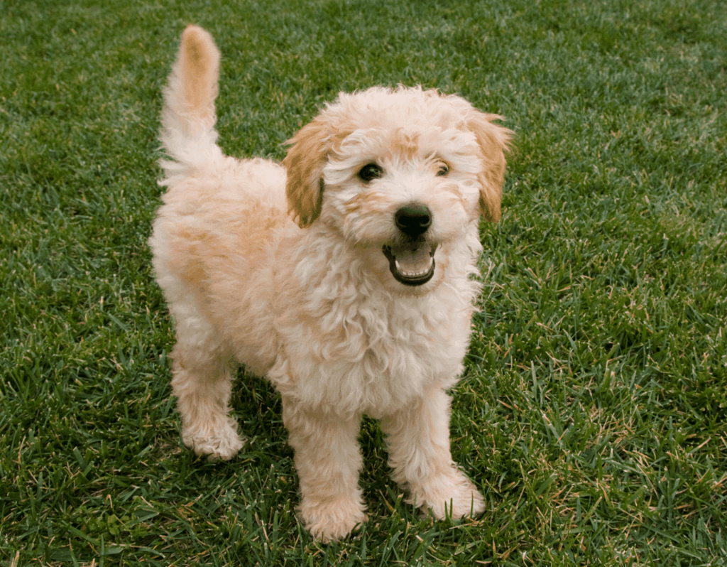 Cute Goldendoodle puppy is very alert.