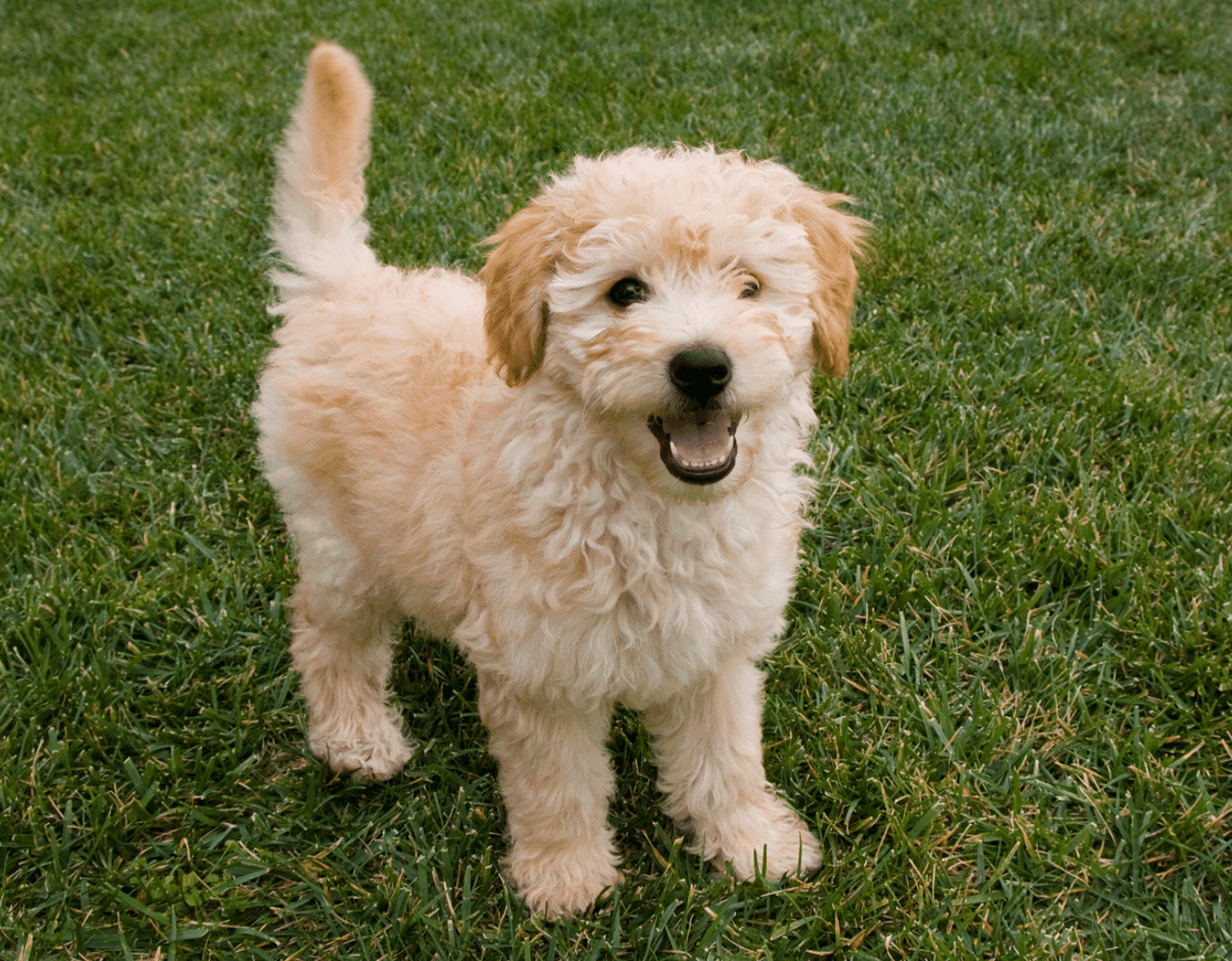 golden retriever poodle mix puppy