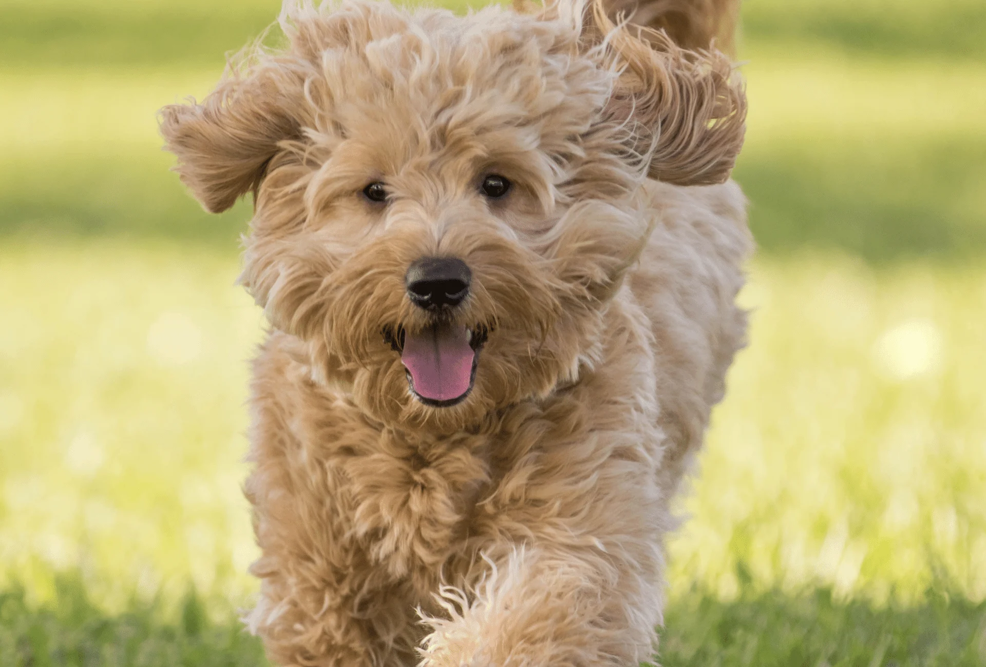 Toy Poodle And Golden Retriever Mix | Wow Blog