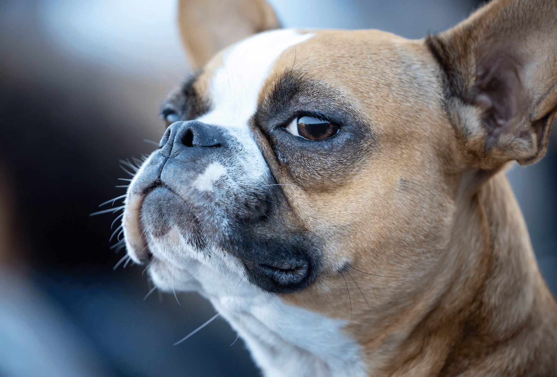 Close up of a red Boston Terrier with white marking on forehead.