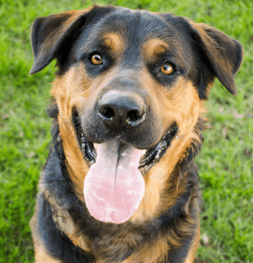 Rottweiler German Shepherd mix with brown eyes looking at the camera.