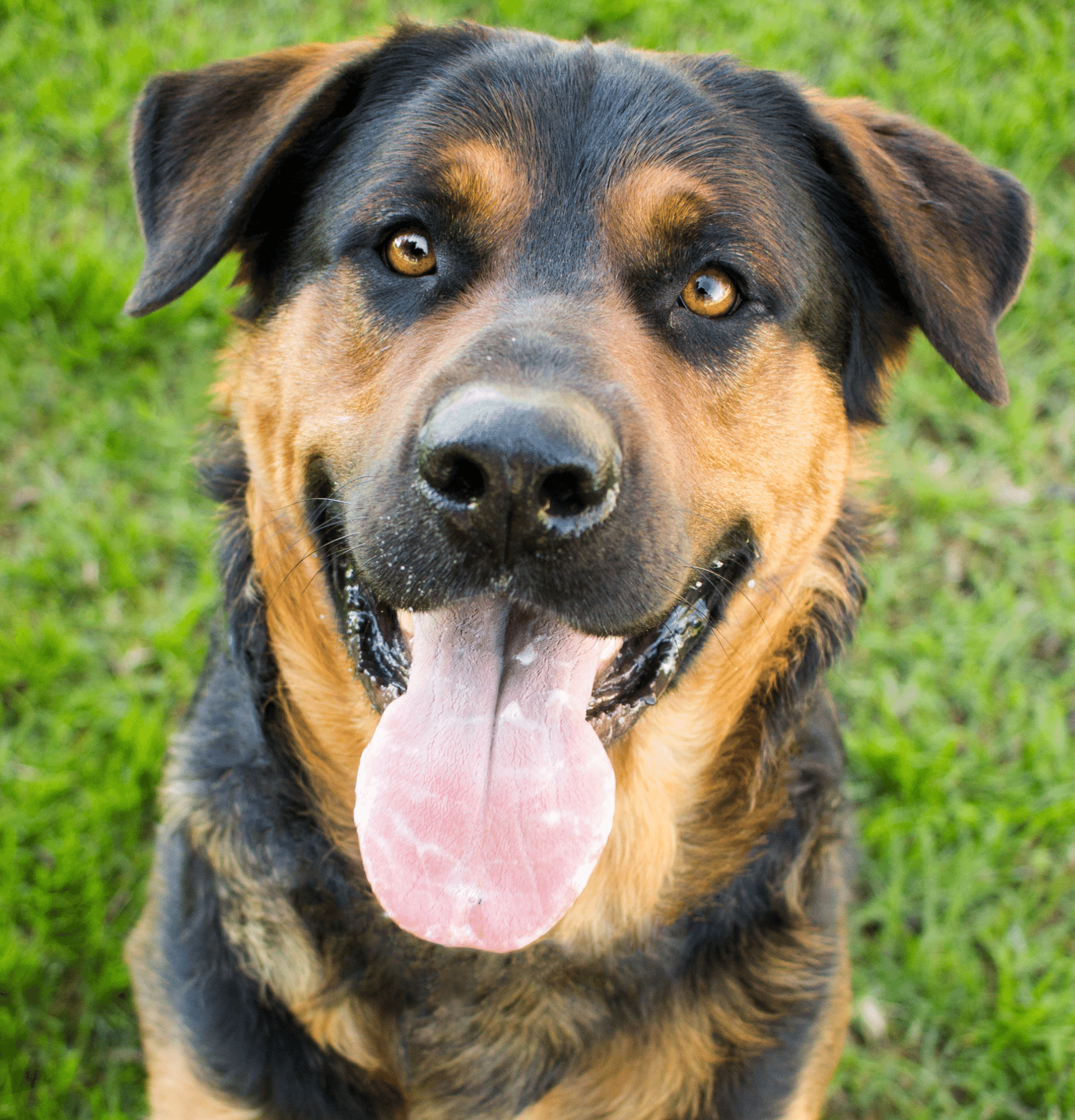 Top 31+ imagen german shepherd cross rottweiler