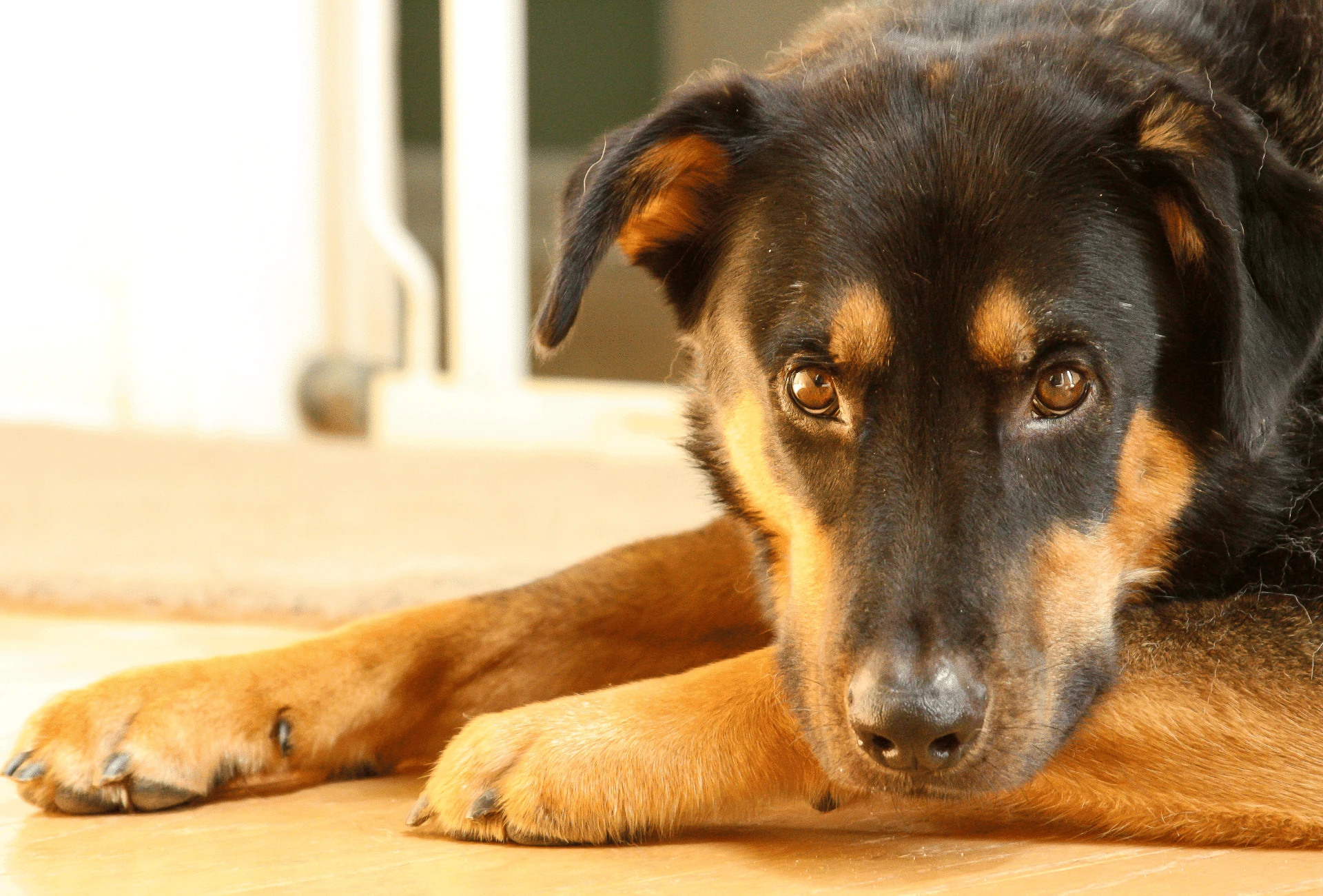 Shepweiler mixed breed dog resting on his paws inside of his home.